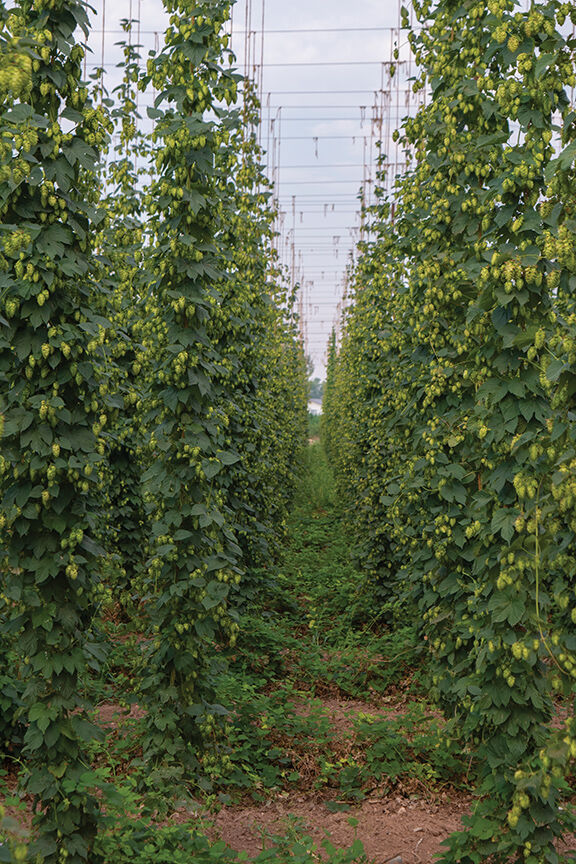 PHOTOS: A look at operations at Mungo's hop farm